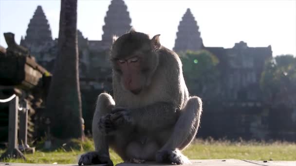 Angkor Wat Cambodja Aap Eet Een Kokosnoot — Stockvideo