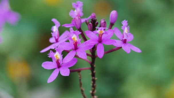 Μυρμήγκια Στο Λουλούδι Macro Shotin Queensland Αυστραλία — Αρχείο Βίντεο
