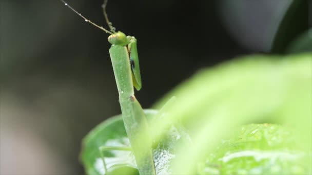 Mantis Verde Folha Queensland Austrália — Vídeo de Stock