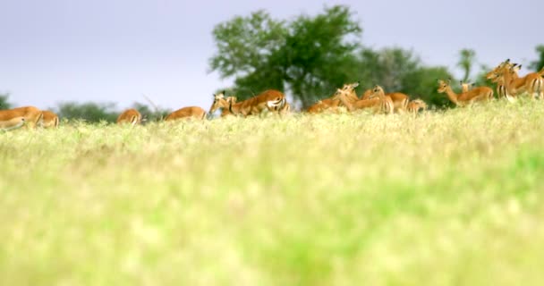 Kenya Slow Motion Herd Gazelle Горизонте Высокой Траве — стоковое видео