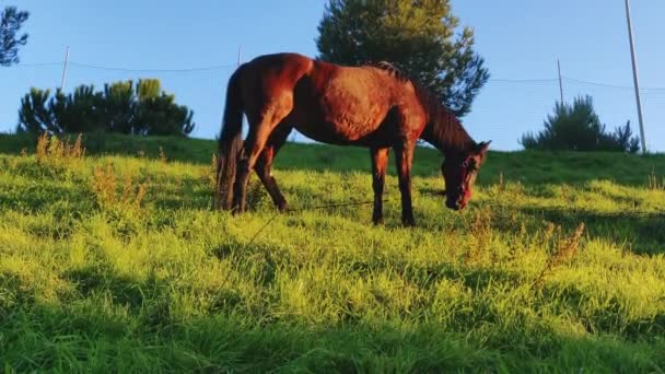 棕色的马在草地上吃草 下午黄金时段被枪杀 — 图库视频影像