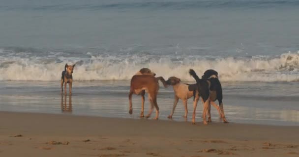 Pacote Cães Brincando Praia Sandy Agonda Canacona Goa Índia — Vídeo de Stock