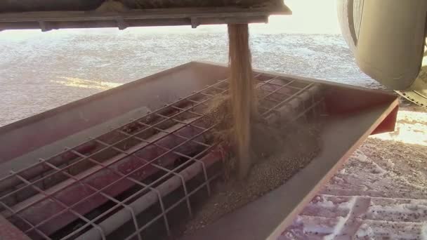 Grain Truck Unloading Wheat Auger — Stock video