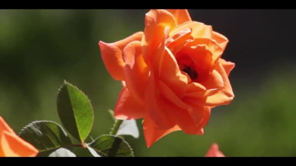 Medonosná Včela Roztomilé Malé Oranžové Růže Dostat Své Jídlo — Stock video