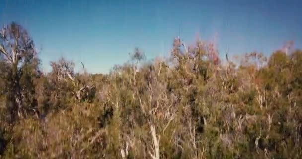 Vista Superior Drone Aéreo Elevándose Través Del Oasis Del Desierto — Vídeos de Stock