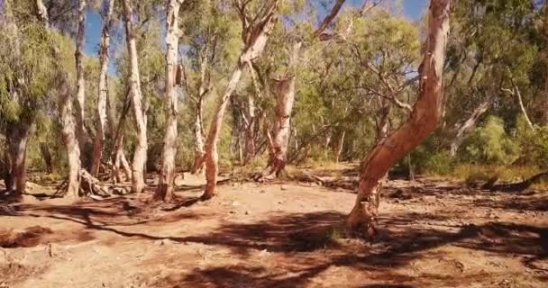 Luchtdrone Vliegt Door Australische Woestijn Oasis Billabong Paperbark Forest — Stockvideo