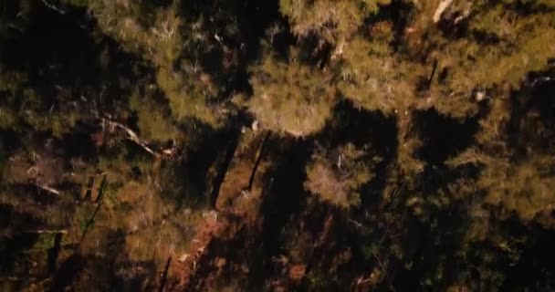 Luchtfoto Drone Vogels Oog Zicht Langzaam Kantelen Omhoog Door Australische — Stockvideo