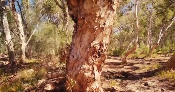 Flygdrönare Flyger Genom Australian Desert Oasis Billabong Paperbark Forest — Stockvideo