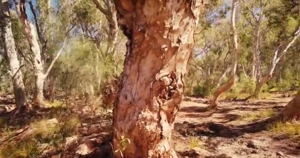 Drone Aéreo Volando Través Del Oasis Del Desierto Australiano Billabong — Vídeos de Stock