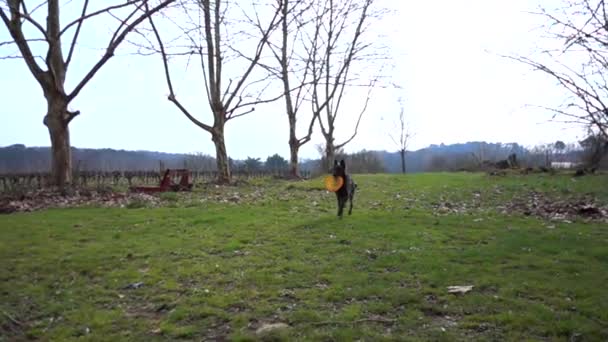 Slow Motion Dog Running Camera Frisbee Its Mouth — Stock Video