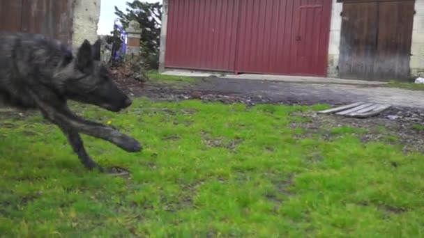 Långsamma Rörelser Hund Kör Förbi Kameran — Stockvideo