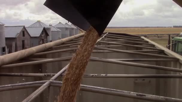 Vácuo Grãos Carregando Semi Reboque Com Trigo Fazenda — Vídeo de Stock