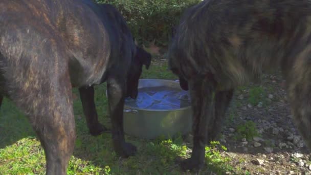 Slow Motion Two Dogs Drinking Water Bowl — Stock Video