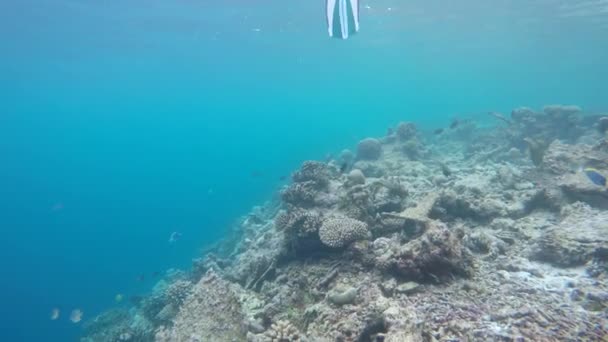 Imagini Snorkelling Sub Apă Doar Aripioare Împușcat — Videoclip de stoc