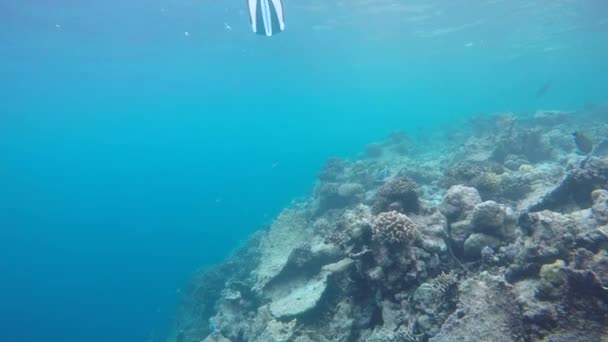 Slow Motion Footage Snorkelling Underwater Just Fins Shot — Stock Video