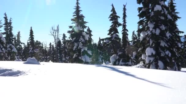 Bilder Träd Och Berg Ljusa Soliga Vinterdag — Stockvideo