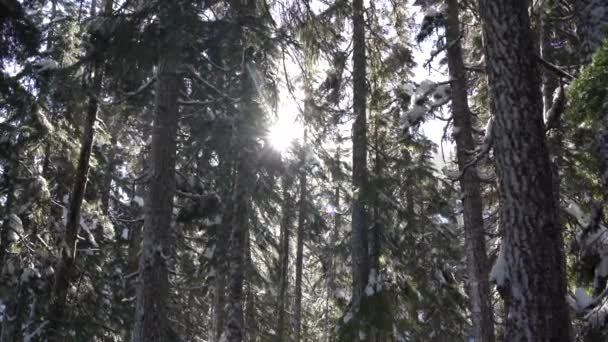 Aufnahmen Von Sonnenstrahlen Die Winter Durch Dichten Alten Wald Scheinen — Stockvideo