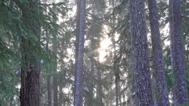 Sinar Matahari Bersinar Melalui Hutan Tua Musim Dingin — Stok Video