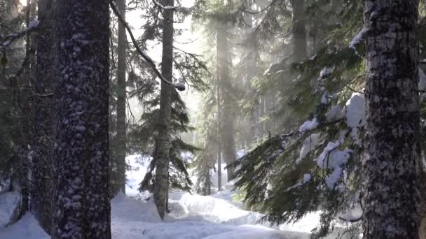 Schächte Mit Sonnenlicht Die Winter Durch Alten Wuchswald Scheinen — Stockvideo