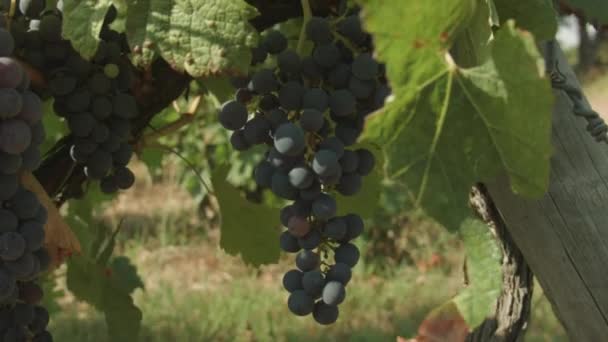 Primer Plano Las Uvas Rojas Que Crecen Viñedo Francés — Vídeos de Stock