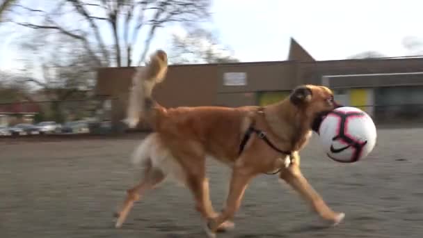 Beelden Van Een Schattige Hond Spelen Met Een Voetbal Een — Stockvideo