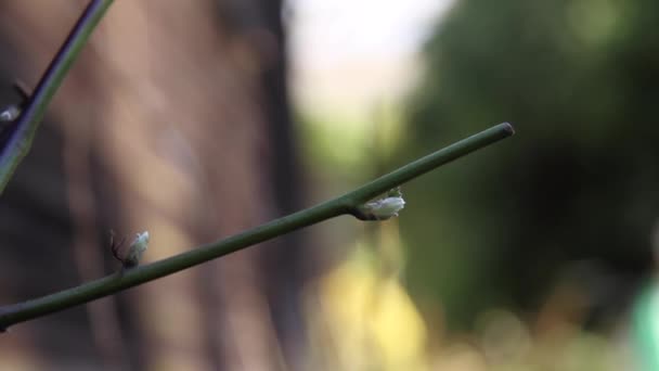 Young Buds Growing Fruit Plant Beginning Spring — Stock Video