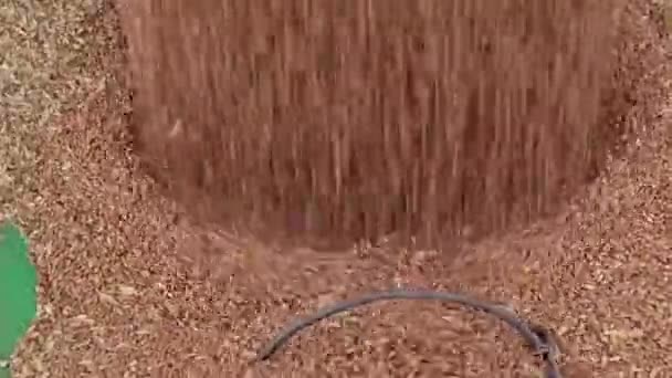Extreme Close Wheat Going Auger — Stock Video