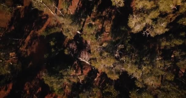 オーストラリア砂漠のオアシスビラボンを飛ぶ空中ドローンの鳥の目 — ストック動画