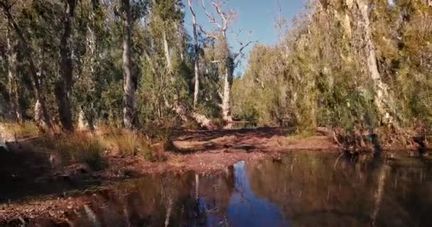 Luchtdrone Vliegt Door Australische Woestijn Oasis Billabong — Stockvideo