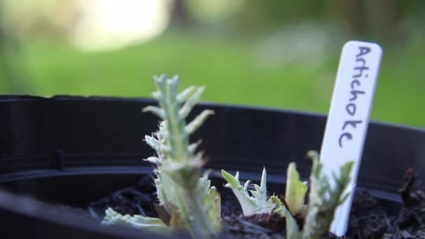 鍋の上に赤ん坊のアーティチョークの植物のショット — ストック動画