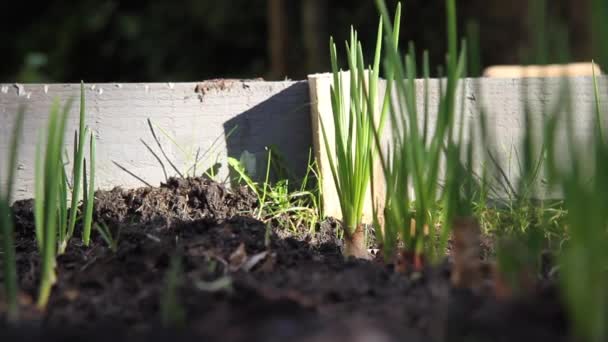 Shot Shallots Growing Raised Bed — Stock video