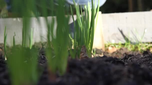 Lövés Mogyoróhagyma Növekvő Emelt Ágy Húzza Fókuszt Sor Mentén — Stock videók