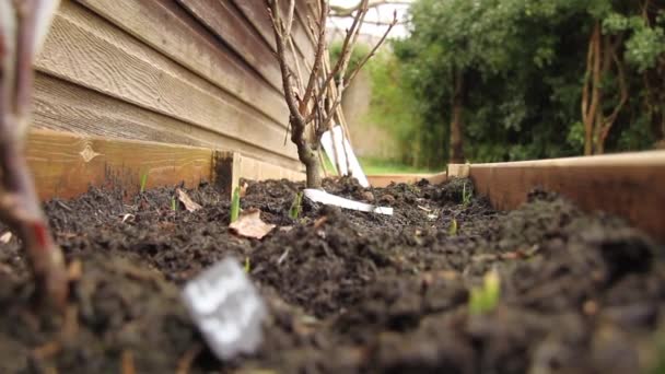 Aufnahme Eines Gartenhochbeetes Mit Obstpflanzen Die Wachsen Den Fokus Entlang — Stockvideo