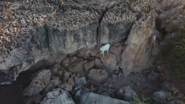 Vit Vild Get Står Den Klippiga Sidan Naturskön Bergsklippa Aruba — Stockvideo