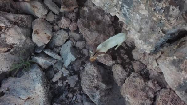 Une Chèvre Sauvage Brune Blanche Sur Flanc Une Falaise Aruba — Video