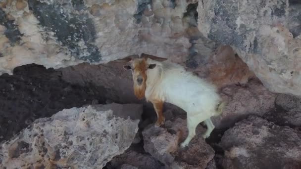Tiro Arrebatador Uma Cabra Marrom Branca Selvagem Lado Penhasco Aruba — Vídeo de Stock