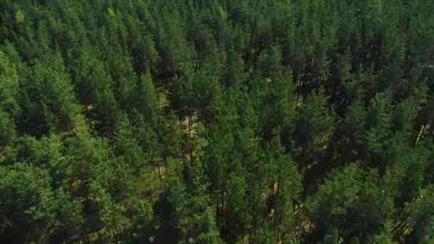 Sonbaharda Renkli Mevsimlik Ormanlar Sonbaharda Geniş Hava Manzarası — Stok video