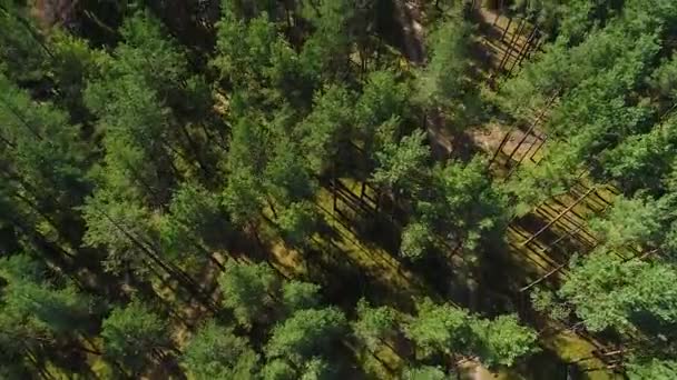 Florestas Sazonais Coloridas Outono Caem Vista Aérea Ampla — Vídeo de Stock