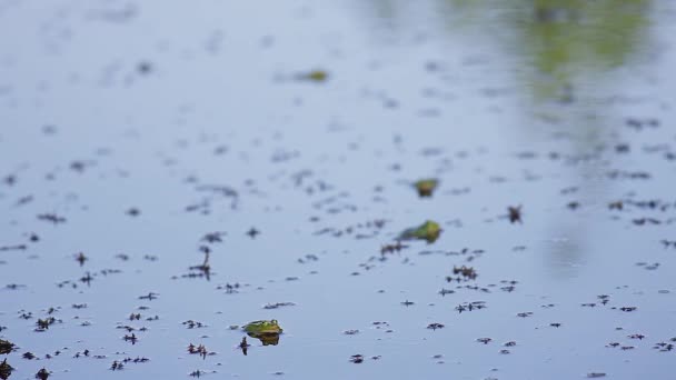 Green Edible Frog Pond Full Grass — ストック動画