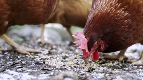 Chickens Eating Seeds Slow Motion — ストック動画