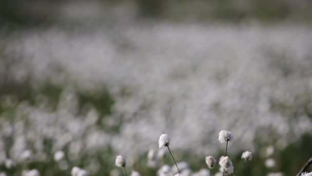 Hare Tail Cottongrass Tussock Cottongrass Hare Tail Cottongrass Eriophorum Vaginatum — Stockvideo