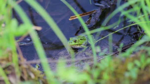 Green Edible Frog Pond Full Grass — Vídeo de stock
