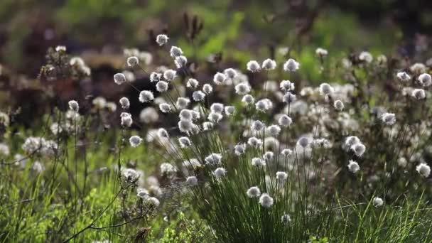 Hare Tail Cottongrass Tussock Cottongrass Hare Tail Cottongrass Eriophorum Vaginatum — Stockvideo