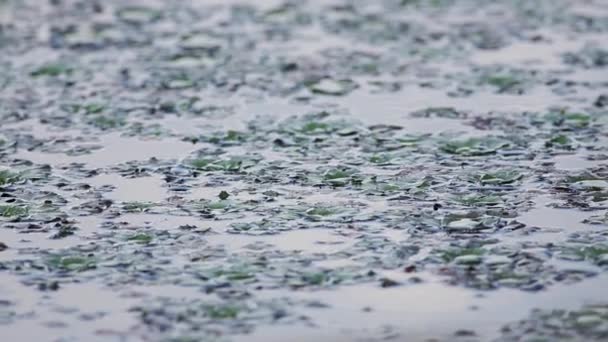 Deniz Kestanesi Kestane Bufalo Fındığı Yarasa Fındığı Şeytan Kapsülü Ling — Stok video