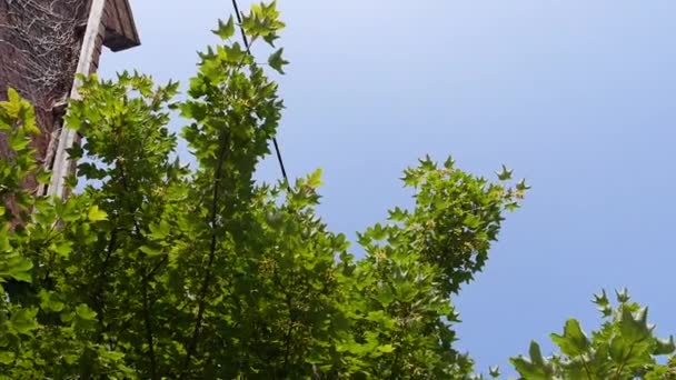Modrá Obloha Zelený Strom — Stock video