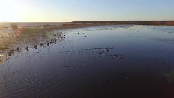 Calm Lake Burtnieks Little Ice High Water Level Spring Aerial — Stockvideo