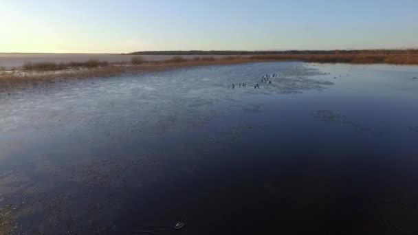 Calm Lake Burtnieks Little Ice High Water Level Spring Aerial — Stock video