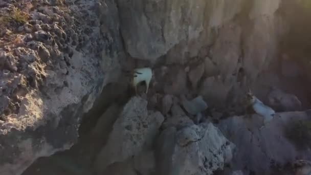 Quatre Chèvres Toutes Debout Pied Une Petite Falaise Aruba — Video