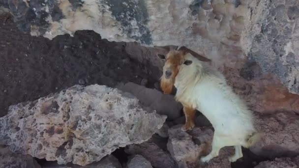 White Brown Horned Goat Stares Camera Hovers Front Him — Αρχείο Βίντεο