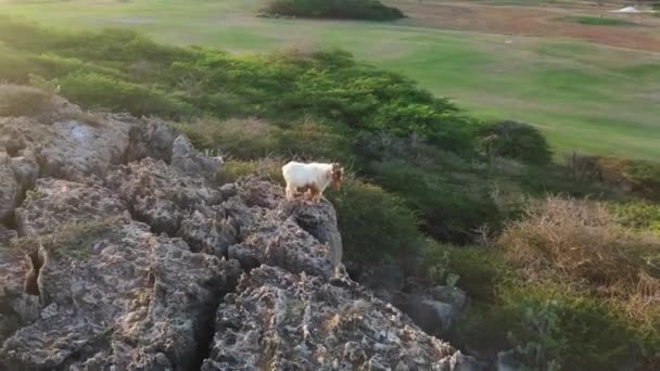 Brown White Goat Stands Edge Cliff North End Aruba — 图库视频影像